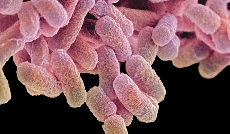 CDC Report: Tainted Chicken Salad Causes Salmonella Outbreak Across Seven States