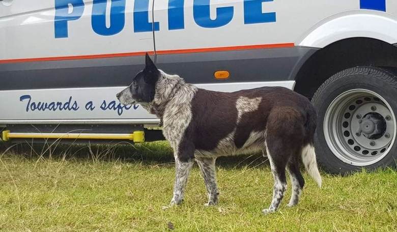Deaf, Partially Blind Dog Saves Australian 3-Year-Old Lost in the Bush