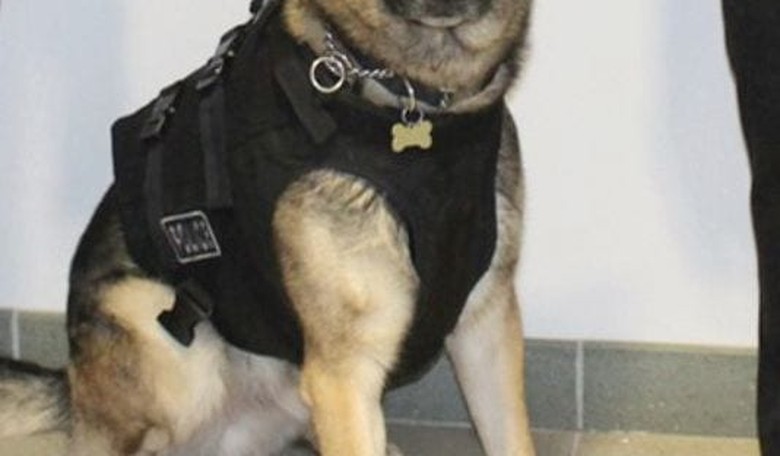 Man Charged with Stealing Police Dog's Toy