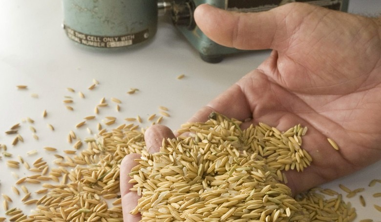 Chinese Scientist Gets 10 Years for Swiping GMO Rice in Ag Espionage