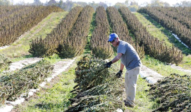 Bipartisan Bill Aims to Protect Hemp Farmers from Federal Pot Crackdown