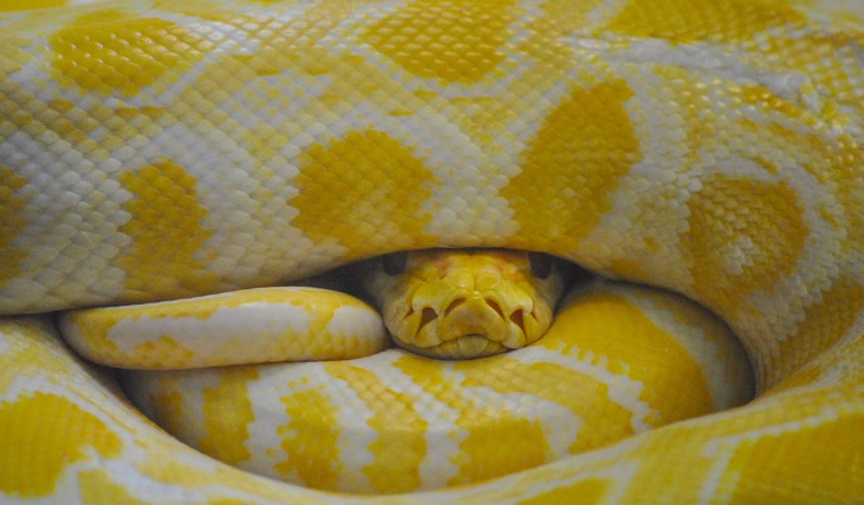 Scientists Track Python That Leads Them to 'Snake Sex Parties'
