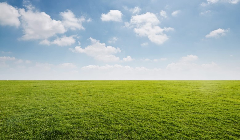 Judge Rules Homeowner With Severe Grass Allergy Must Grow Lawn