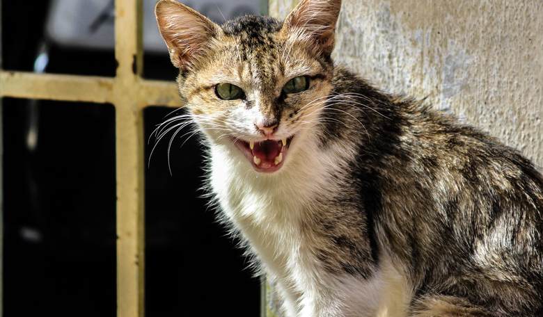 Iowa Town Causes Uproar by Shooting Feral Cats