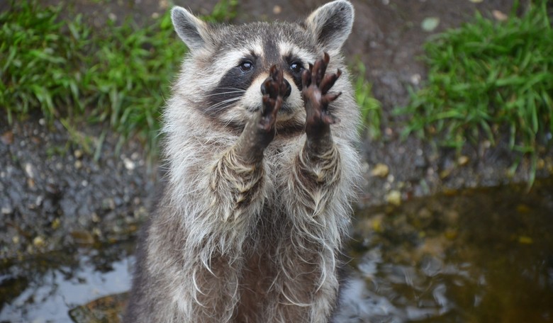 NYPD Responds To Reports of Tiger on the Loose, Finds Raccoon Instead