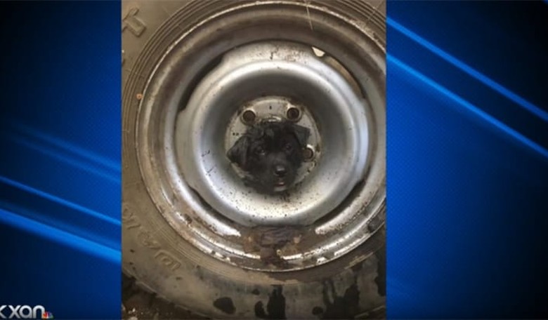 Puppy in Texas Rescued After Getting Head Stuck in Center of Car Tire