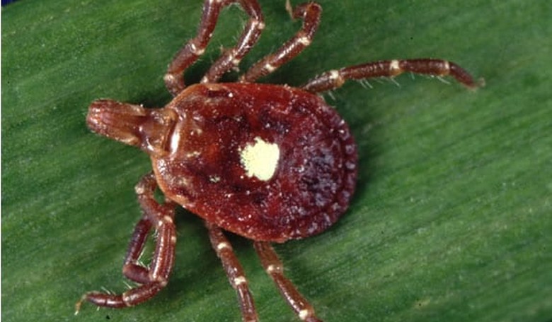 Warning: Lone Star Ticks Spreading Pork and Beef Allergies Across the U.S.