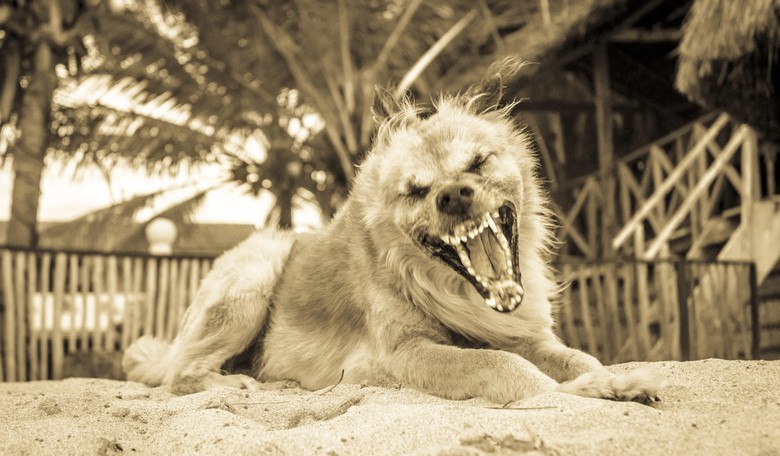 Feral Dogs in Northern India Killed Six Children in the Last Week