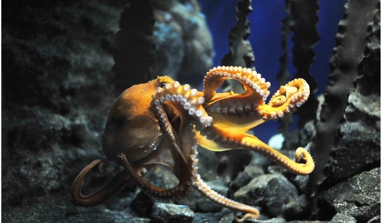 The Aliens Beneath the Waves