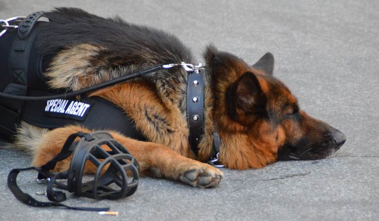 Illinois Police Threaten to Kill K-9 Dogs if Marijuana Is Legalized
