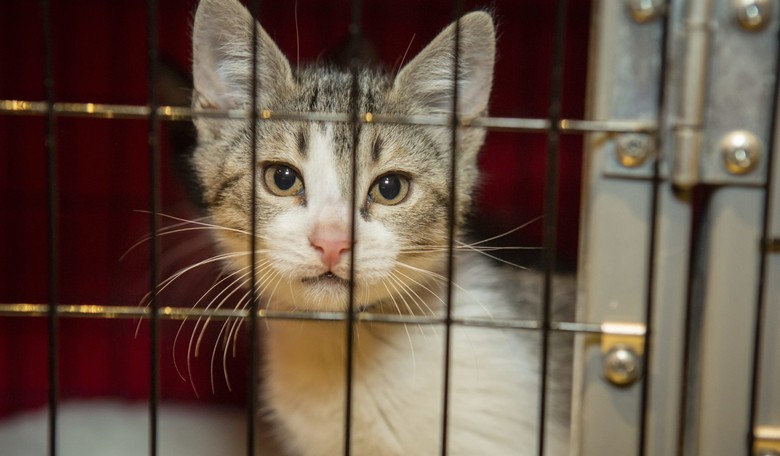 USDA Poisons, Incinerates Kittens for 'Critical Research'