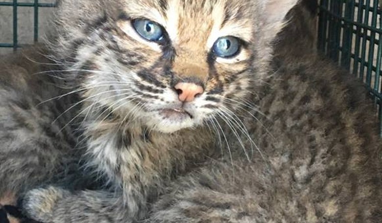 Family Attacked by Baby Bobcats They Mistook for Domestic Kittens