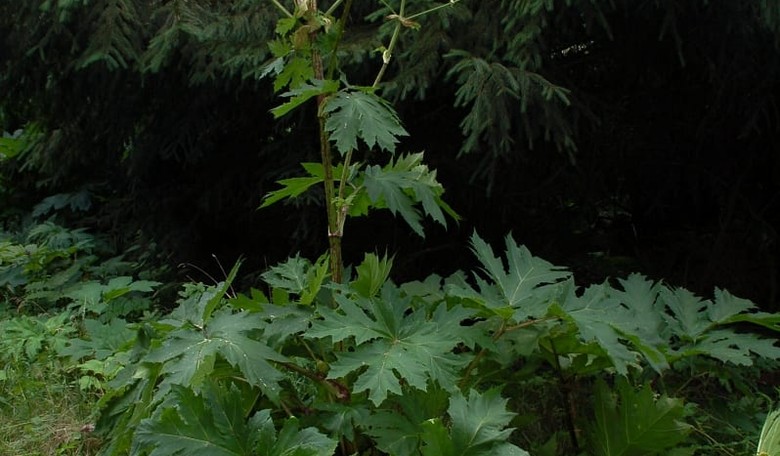 Plant that Can Blind You and Give You Third Degree Burns Spreading Across the U.S.