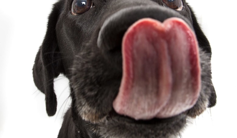 Dogs and Cats Are the Superbug Threat We're Overlooking, Researchers Say