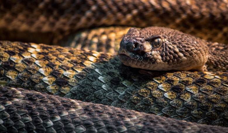 South Carolina Is the Top Provider of Snakes to Snake-Handling Preachers