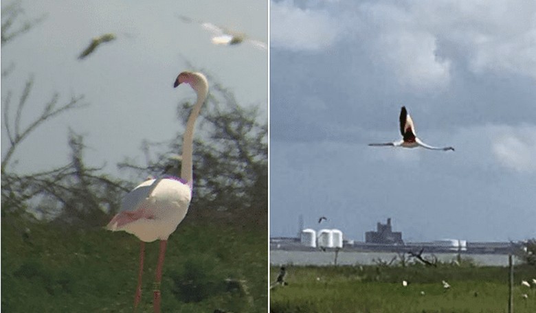Flamingo That Escaped from Kansas Zoo in 2005 Found Thriving in Texas