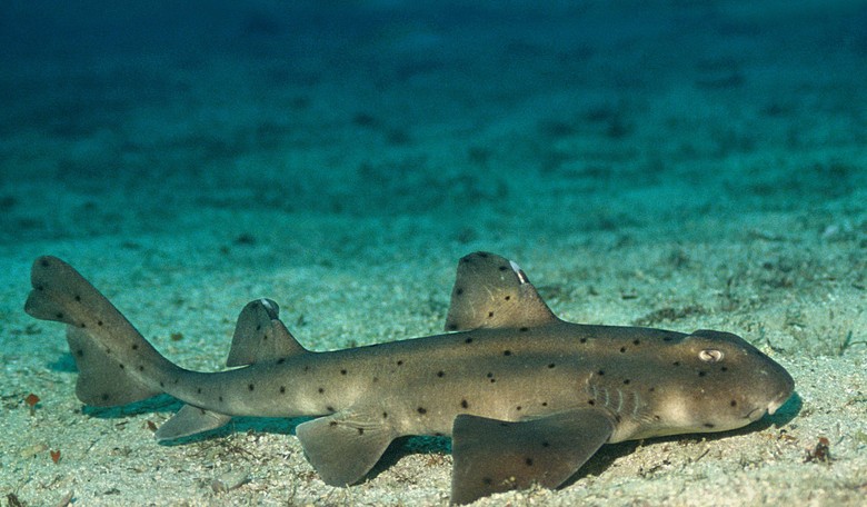 Shark Disguised as Baby in Shark-Napping Attempt