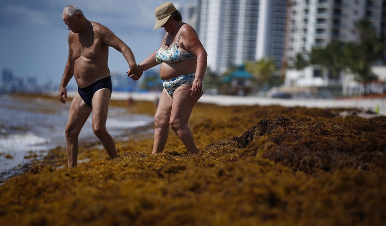 Massive Flotillas of Putrid Seaweed Wash Up in Caribbean and S. Florida, Threatening Beaches