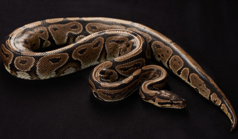 Here Come the Super Snakes
