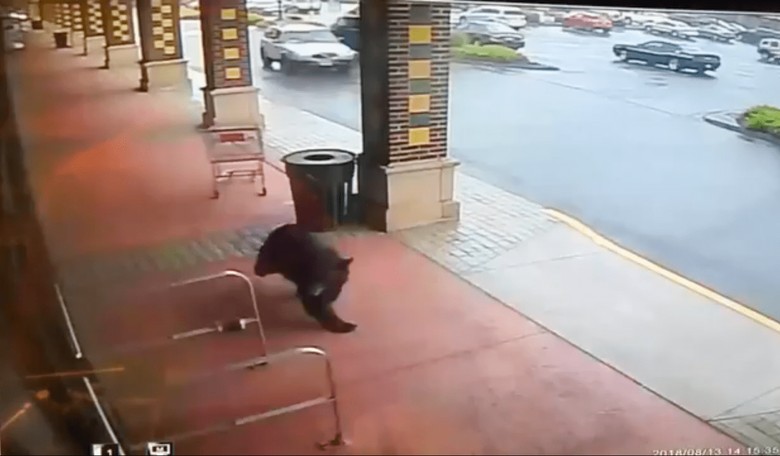 A Black Bear Strolls Into a Liquor Store...