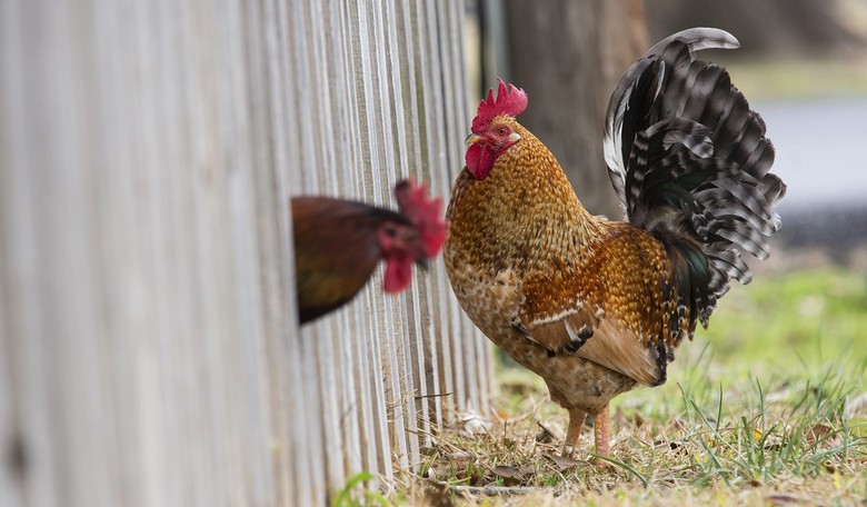 Go Ahead and Dress Up Your Chickens for Halloween, CDC Says