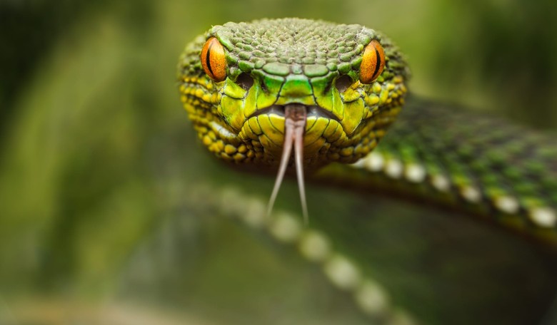 The Top 7 Most Dangerous Human-Killing Animals on Earth
