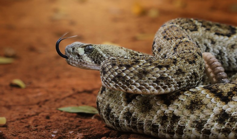 After Falling Down a Mine Shaft, Arizona Man Kills 3 Rattlesnakes to Survive