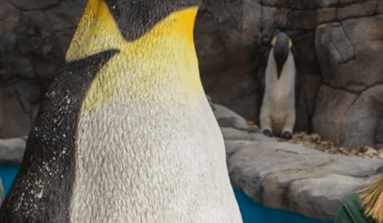 Zoo Forced to Use Plastic Penguins Because of Malaria Outbreak