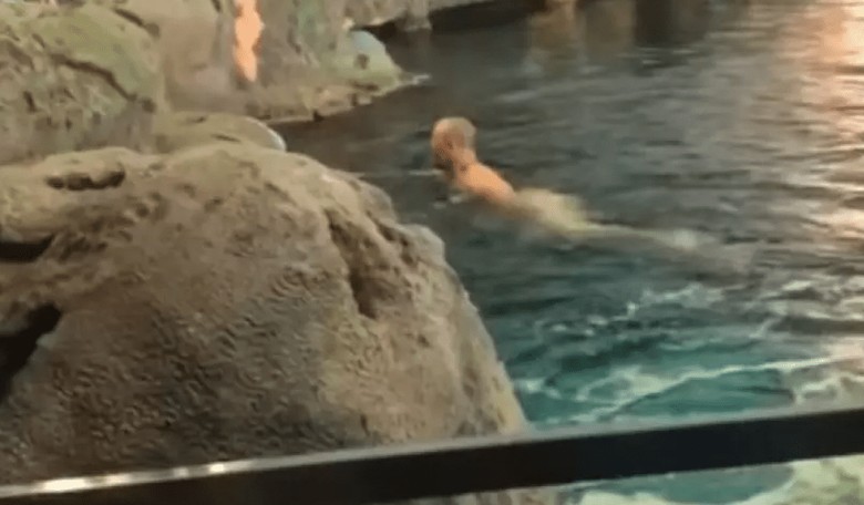 Naked Man Swims in Shark Tank in Bizarre Prank