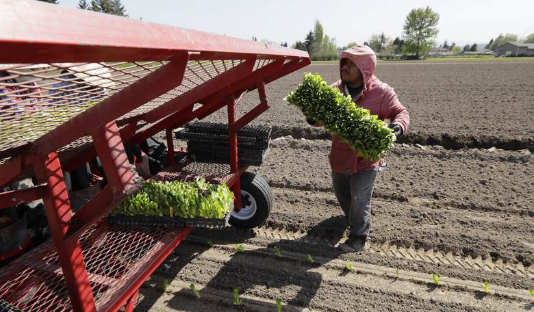 Toss All Romaine, Government Warns, as Source of E. Coli Outbreak Unknown