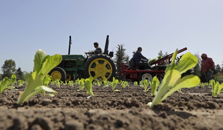 FDA Can't Determine How E. Coli Got on Lettuce in Deadly Romaine Outbreak