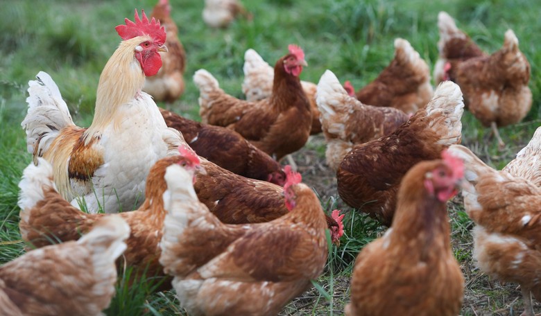 Animal-Rights Groups Fight Over Whether California’s Proposition 12 Goes Far Enough