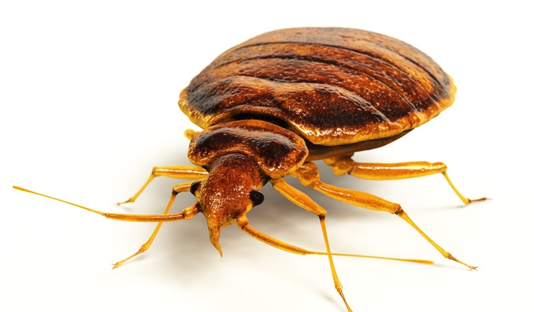 LIST: U.S. Cities with the Worst Bed Bug Infestations