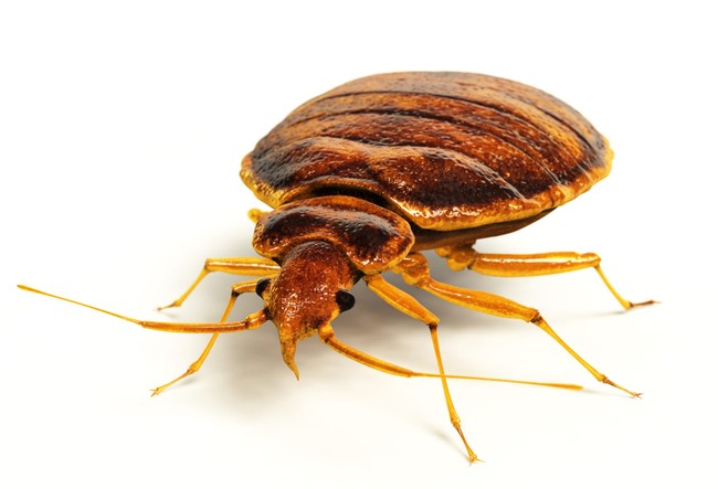 List Us Cities With The Worst Bed Bug Infestations Pj Media 4793