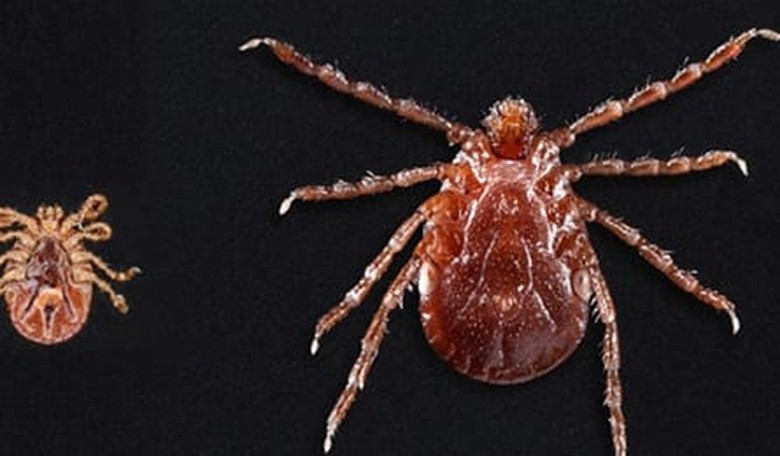 New Tick in U.S. Can Multiply by the Thousands on One Person or Animal, Spread Disease