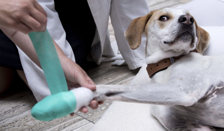 CDC: Easy Access to Euthanasia Drugs May Be Driving Up Veterinarian Suicide Rate