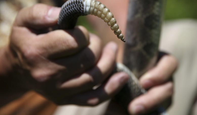 'Kill the Infidels' with Snakes and 'Wild Animals,' Lone ISIS Jihadists Told