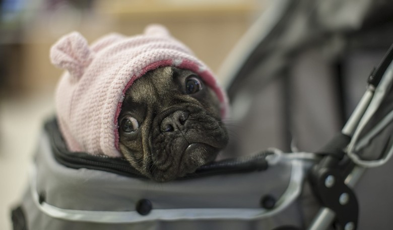 Study: Humans Love Dogs More than They Love Other Humans