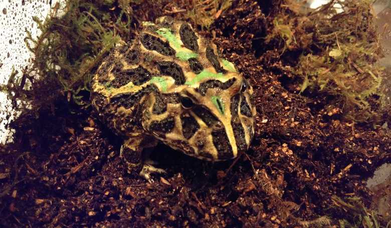 How to Keep Frogs Without Keeping Live Feeder Bugs