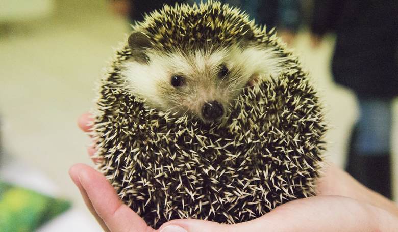 CDC on Eight-State Salmonella Outbreak: Stop Snuggling Hedgehogs