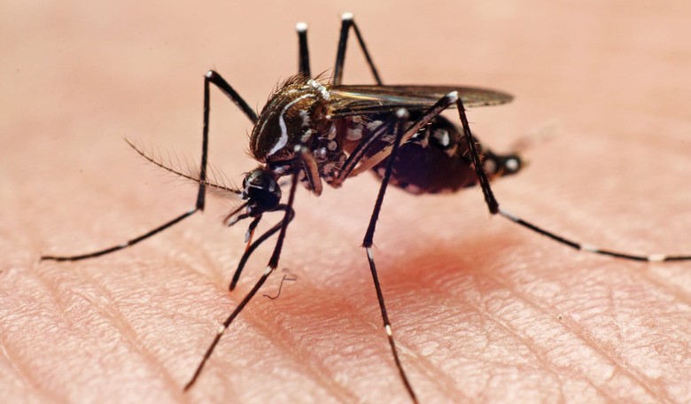Dallas, Washington, D.C. Top List of American Cities Plagued the Most by Mosquitoes