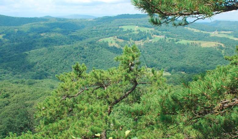 West Virginia Elections: Becoming California?