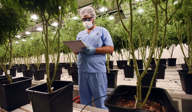 Narcotics Board: Pot Legalization, Poorly Regulated Medical Use, Pose Threat