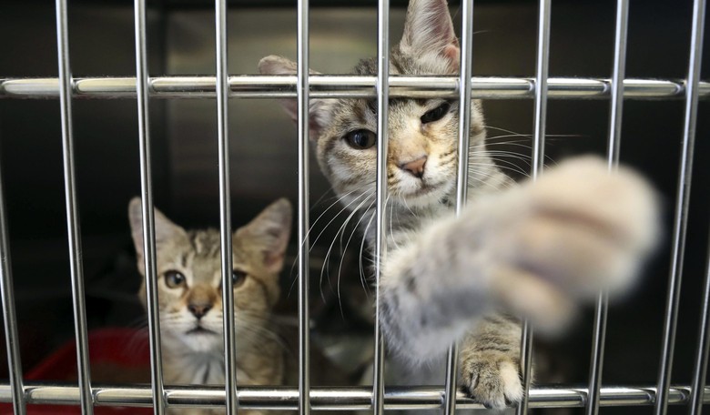 Bill Introduced to End Government Incineration of Kittens