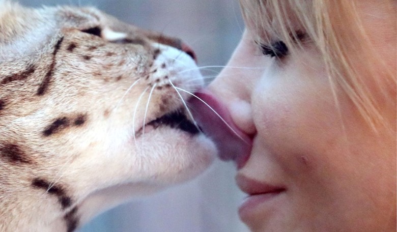 Does Your Cat Really See You as Its Mama?