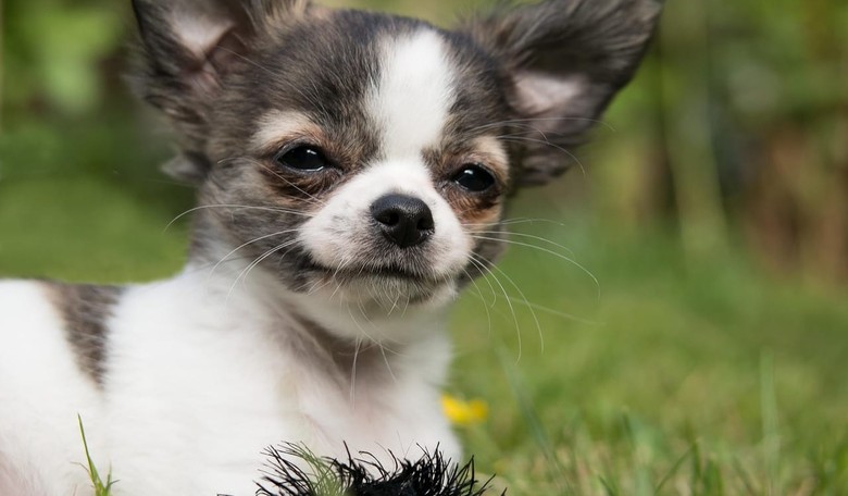 Study: Viewing Cute Pet Pics at Work Improves Focus
