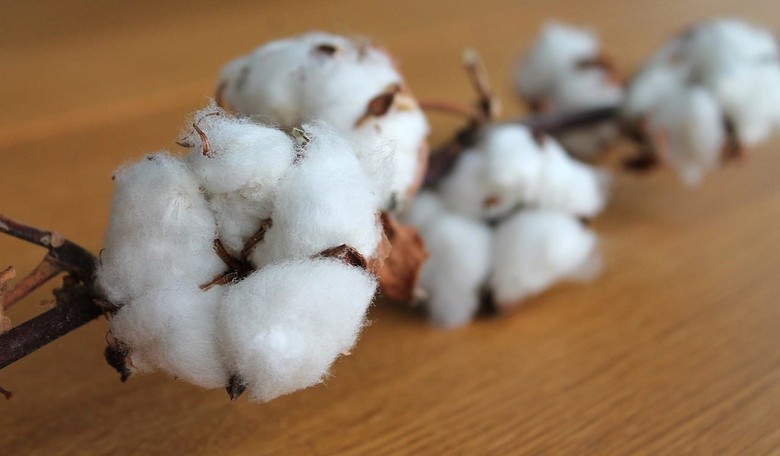 Surprise! Learning about Cotton in School Is Racist Now