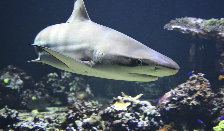 It's Official: Selfies Are More Dangerous Than Sharks