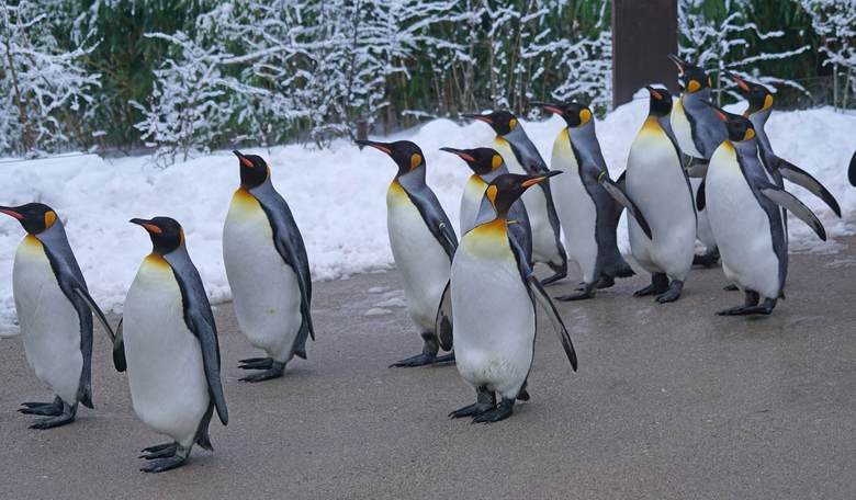 London Zoo Having a Pride Party for Its Gay Penguins
