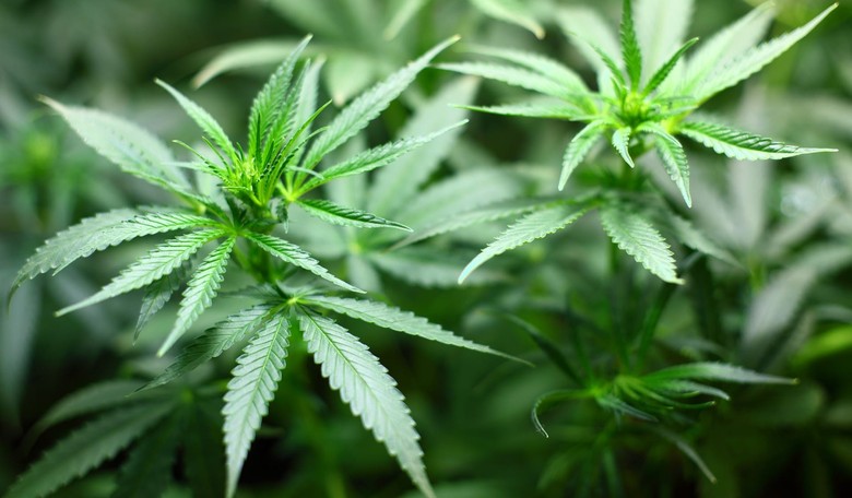 So Much for the 'Harmless Stoner' Sales Pitch: Legal Marijuana a Boon to Illegal Cartels